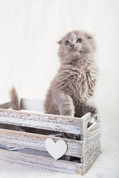 Scottish fold Highland fold Kätzchen grau flauschige Katze — Stockfoto