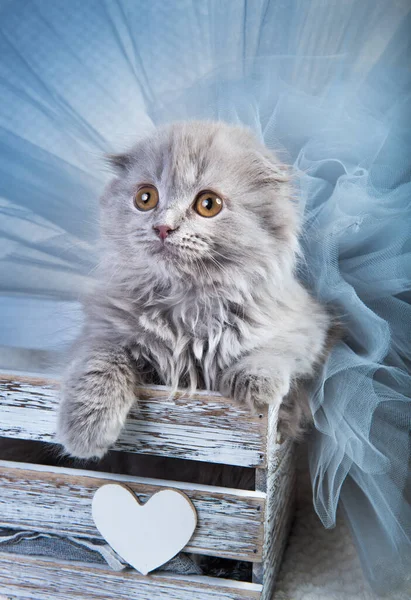 Scottish fold Highland fold kitten gray fluffy cat — Stock Photo, Image