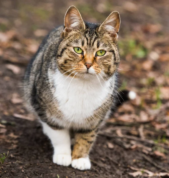 Spring March tabby cat portrait on dry leaves — Zdjęcie stockowe