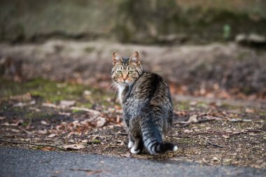 Tabby Cat looks back from walking on old road.