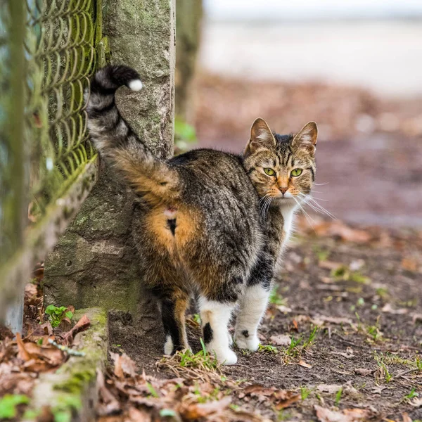 Tabby Cat mira hacia atrás desde el camino viejo . — Foto de Stock