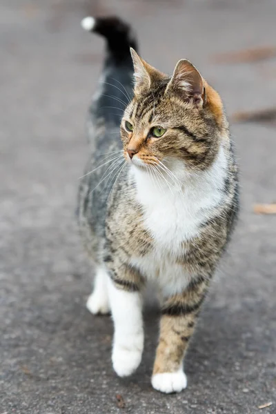 Stray tabby cat walking on the road.