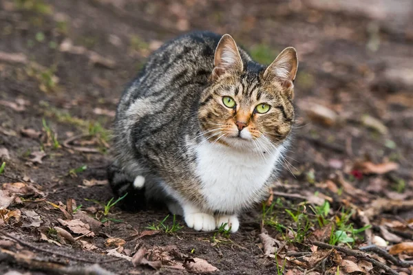 Spring March tabby cat portrait on dry leaves — 图库照片