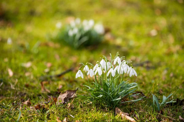 White Snowdrops on nature background in spring — Stock fotografie