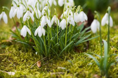 white Snowdrops on nature background in spring