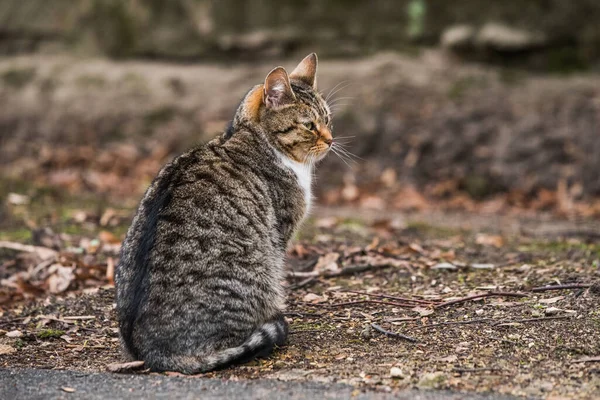 Tabby Cat looks back from walking on old road.