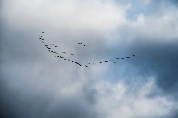Flock of birds V formation during spring migration — Stock Image Flock of birds V formation during spring migration Royalty Free Stock Images