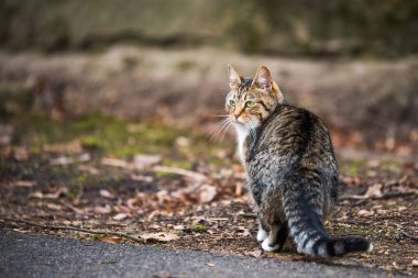 Tabby Cat looks back from walking on old road.