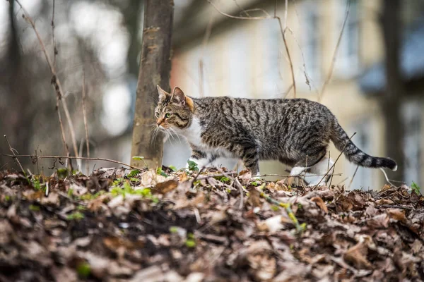 Spring March tabby cat is walking on dry leaves — 图库照片