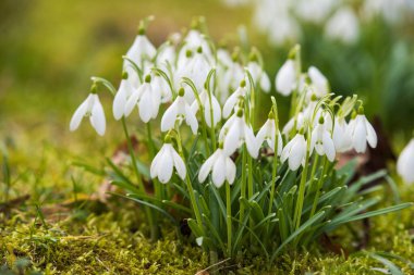 white Snowdrops on nature background in spring