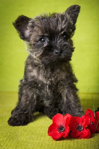 Cairn Terrier puppy dog with red poppies flowers