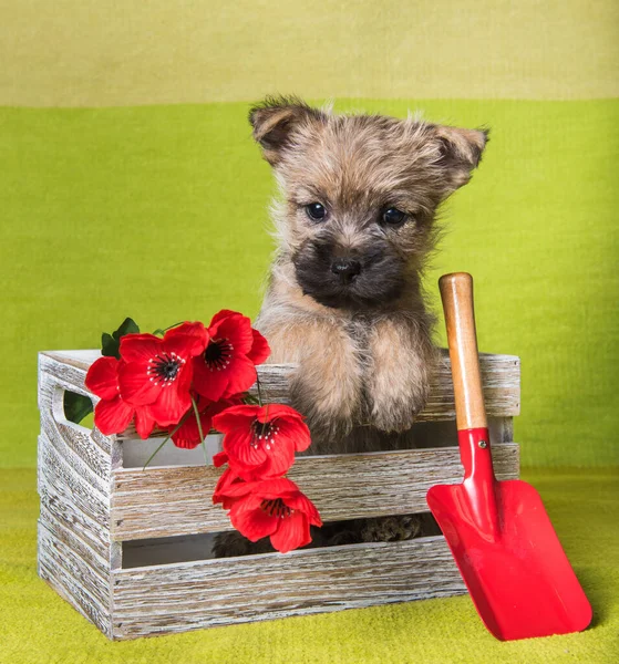 Cairn Terrier puppy in box with shovel and flowers