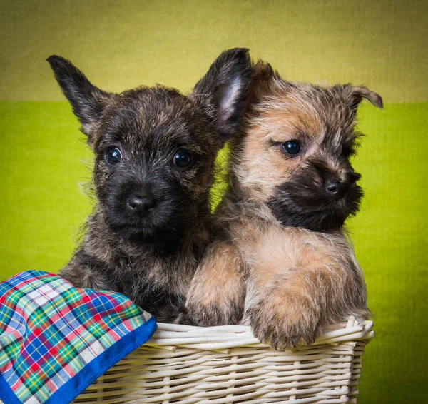 Two Cairn Terrier puppies dogs on Easter background