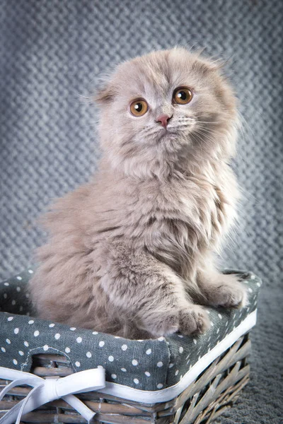 Scottish fold Highland fold Kätzchen grau flauschige Katze — Stockfoto