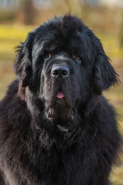 Black Newfoundland gigante tamanho cão close-up fora — Fotografia de Stock