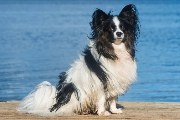 Papillon-Hund weiß und gestromt am Meer — Stockfoto