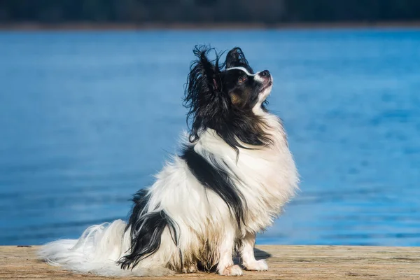 Papillonhond met witte vacht aan zee — Stockfoto