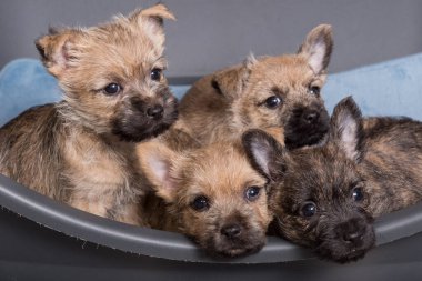 Dört brindle ve buğday palto Cairn Terrier köpek köpek kulübesi gri köpek yatağında.