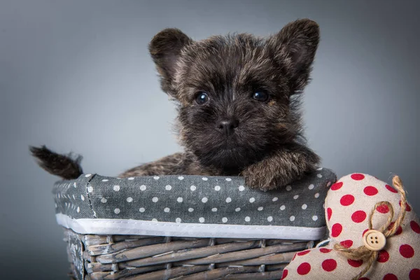 Cairn Terrier kiskutya piros szívvel Valentin-nap — Stock Fotó