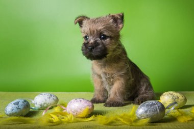 Renkli Paskalya yumurtalı Cairn Terrier köpeği.