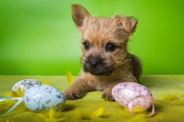 Renkli Paskalya yumurtalı Cairn Terrier köpeği.