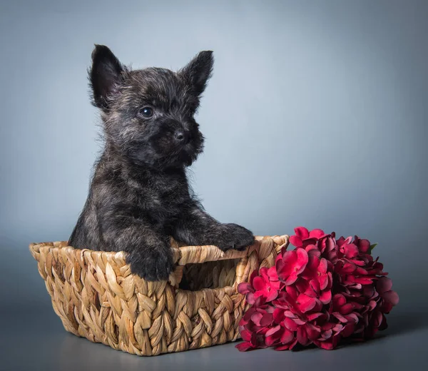 Cairn Terrier puppy dog with red hydrangea flowers