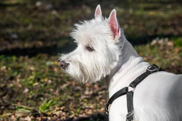 Beautiful West Highland White Terrier dog close up — Stock Photo, Image