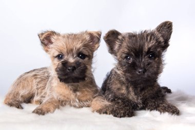 Two Cairn Terrier puppies in front of white background