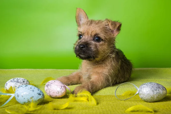 Cairn Terrier puppy with colorful Easter eggs — Stock Photo, Image