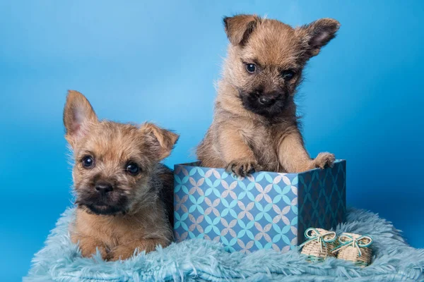 Two Cairn Terrier puppies are sitting in gift box