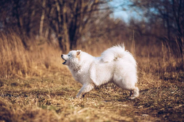 Weißer, flauschiger Samoyed Hundewelpe bellt draußen — Stockfoto