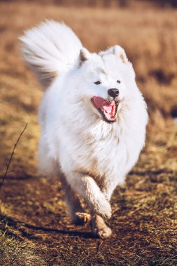 Beyaz tüylü Samoyed köpek yavrusu dışarıda koşuyor.