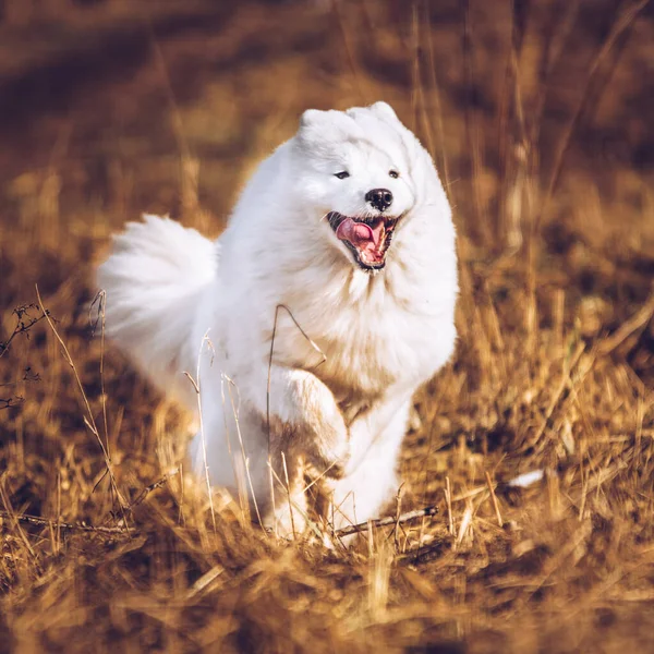 Weißer flauschiger Hundewelpe aus Samoa rennt nach draußen — Stockfoto
