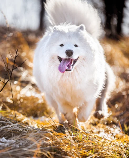 하얀 솜털 사모예드 강아지 가 밖으로 뛰쳐 나가고 있습니다 — 스톡 사진