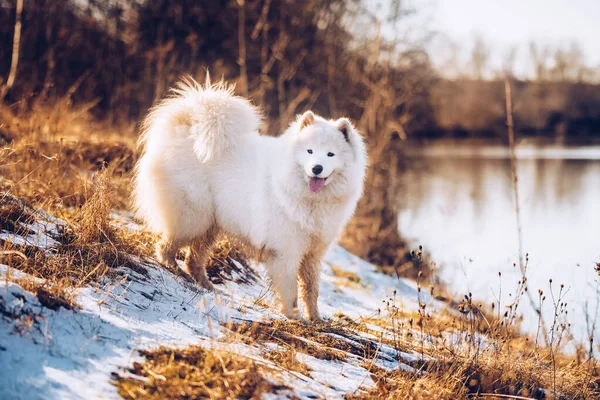 Bianco soffice cane cucciolo Samoyed sta camminando fuori — Foto Stock