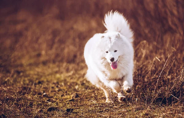 Bianco soffice Samoyed cane cucciolo è in esecuzione al di fuori — Foto Stock