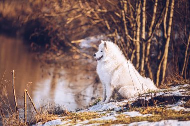 Beyaz tüylü Samoyed köpek yavrusu dışarıda yürüyor.