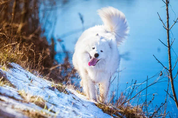 Λευκό χνουδωτό κουταβάκι του σκύλου βγαίνει έξω. — Φωτογραφία Αρχείου