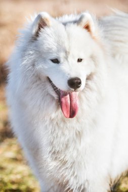 Samoyed köpek manzaralı gülümseme portresi. Yakından.