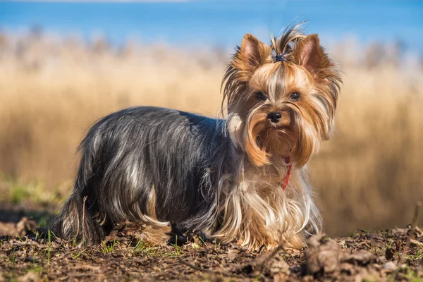 Yorkshire Terrier Hund steht auf Gras in der Natur — Stockfoto