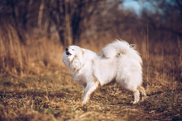 Weißer, flauschiger Samoyed Hundewelpe bellt draußen — Stockfoto