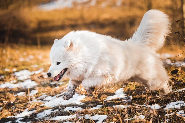 Vit fluffig Samojad hund valp springer utanför — Stockfoto