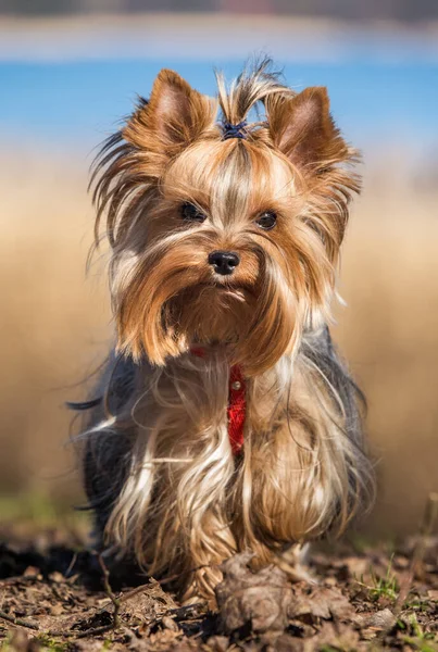 Yorkshire terrier dog sitting close up on nature — Stock Photo, Image