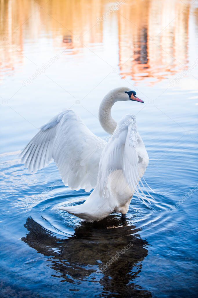 White swan is flapping its wings on a lake