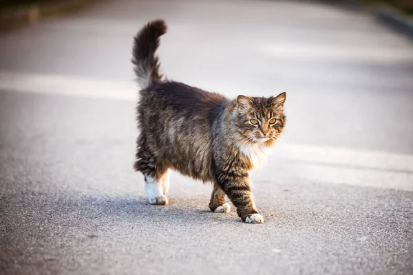 一只胖胖的猫穿过马路. — 图库照片