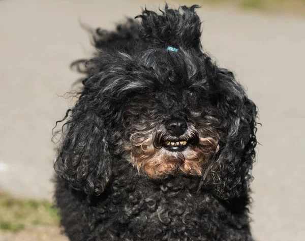 Cão velho. Velho cão poodle perto da natureza — Fotografia de Stock