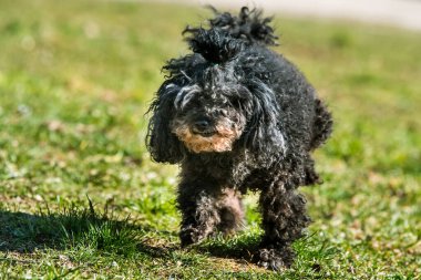 Köpek yaşlılığı. Kaniş köpeği doğaya işiyor.