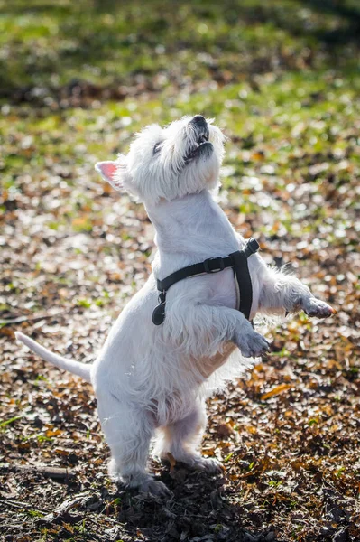 Funny West Highland White Terrier dog looked up — Stock Photo, Image