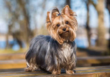 Yorkshire teriyer köpeği doğaya yakın oturuyor.