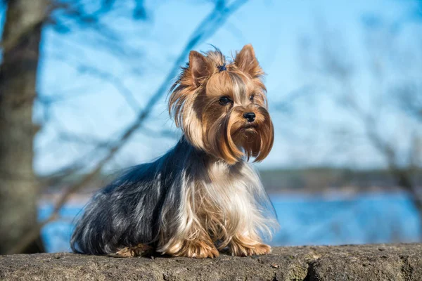 Yorkshire Terrier Hund aus nächster Nähe in der Natur — Stockfoto